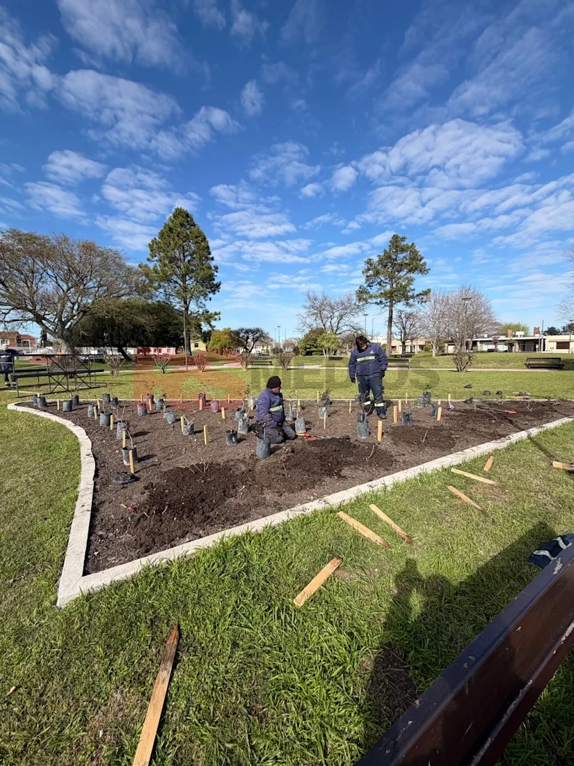Cardona renueva la Plaza Artigas con 50 rosales y nuevas estructuras para un paseo floral — imagen 1