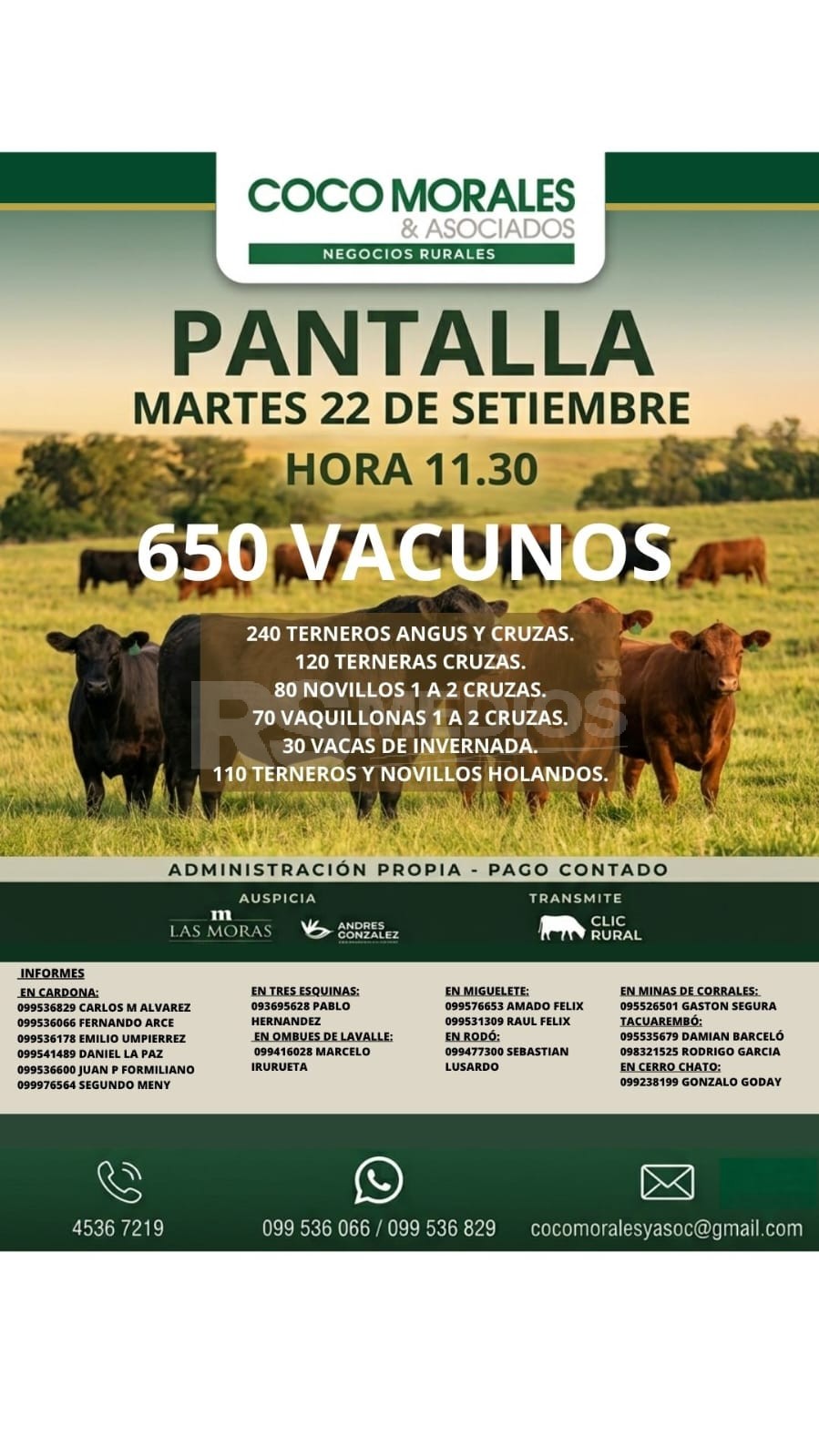 Coco Morales y asociados rematan 650 vacunos por pantalla el martes 22