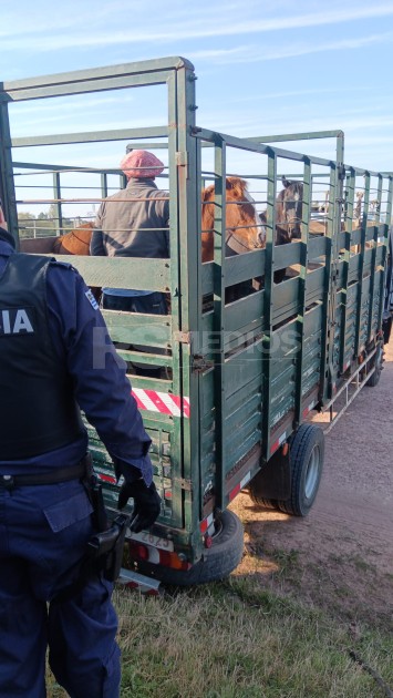 Retiran siete equinos sueltos de la vía pública en Mercedes — imagen 2