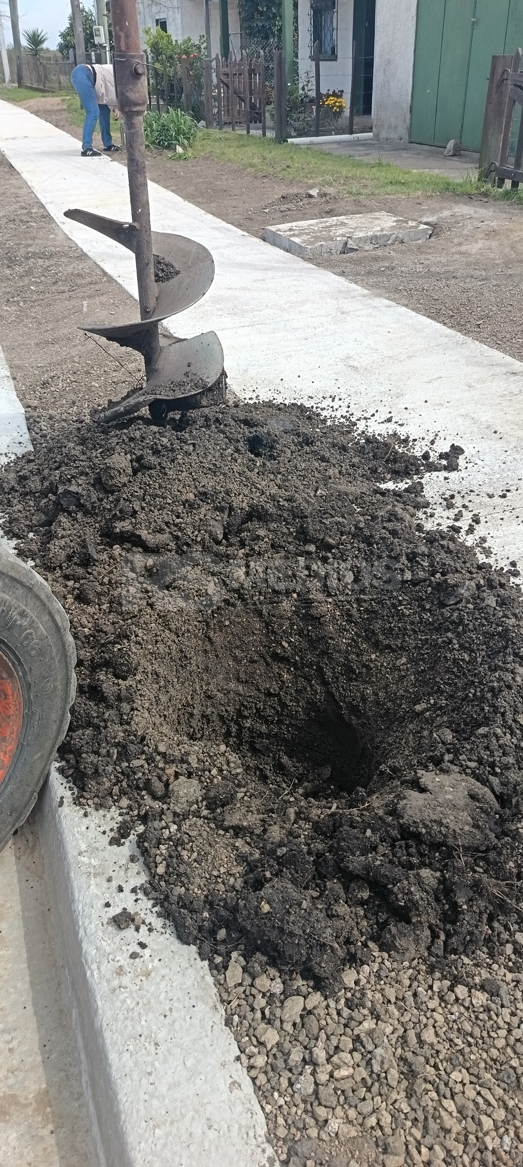 Plantan 119 árboles de la especie Frenos en el barrio Mevir de Cardona — imagen 3