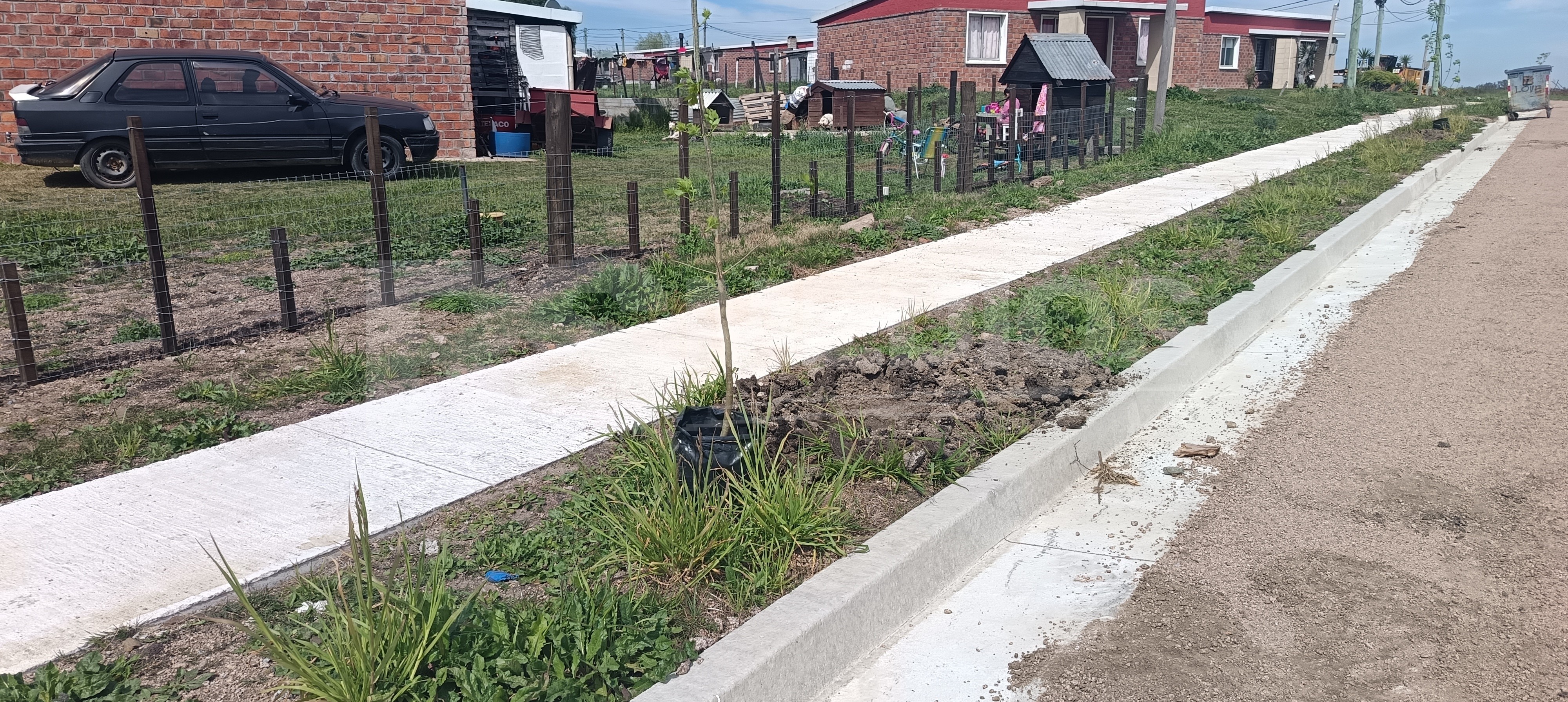 Plantan 119 árboles de la especie Frenos en el barrio Mevir de Cardona — imagen 6