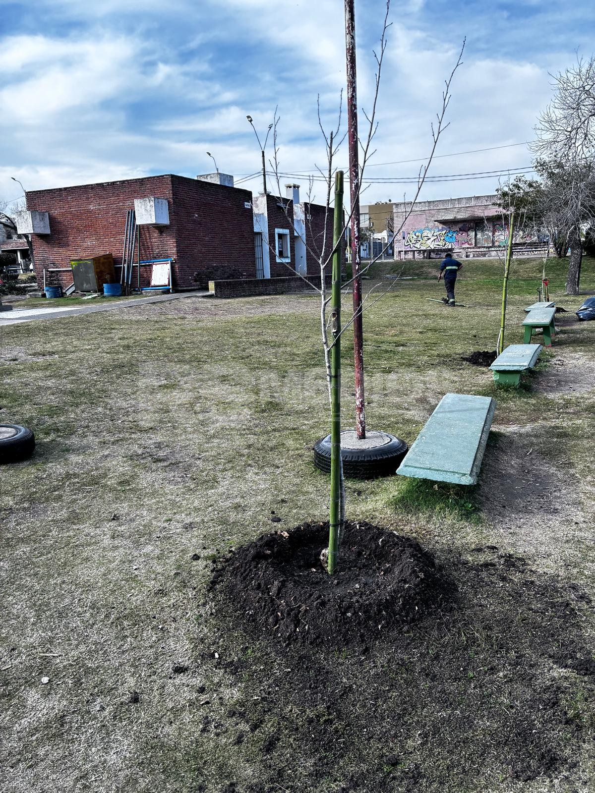 Mercedes plantó 467 árboles en lo que va del año con un plan de reforestación urbana — imagen 1